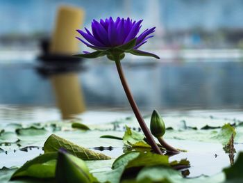 Close-up of water lily in lake