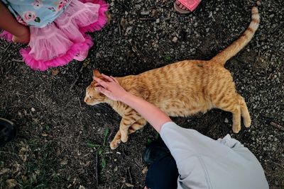 Directly above shot of children stroking ginger cat on field