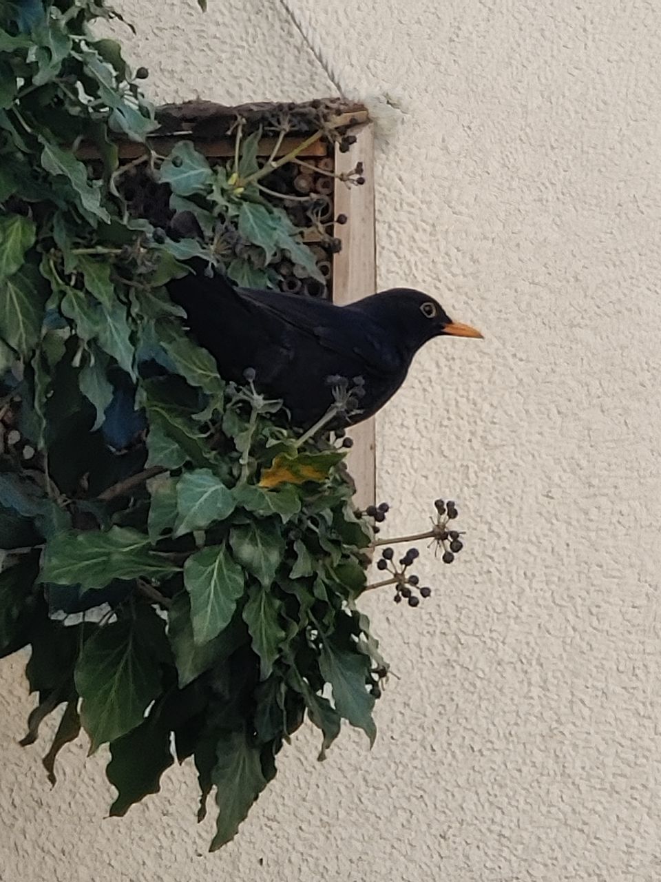 bird, vertebrate, plant part, animal themes, leaf, animals in the wild, animal, animal wildlife, no people, growth, plant, nature, one animal, wall - building feature, day, green color, outdoors, architecture, close-up, built structure, blackbird