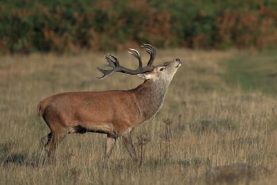 Side view of deer standing on field