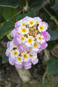 Close-up of purple flowering plant in park