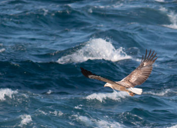 White bellied sea eagle