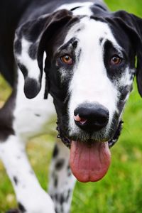 Close-up portrait of black dog