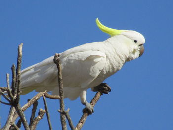 Low angle view of cockatoo bird perching on branch against blue sky, australia