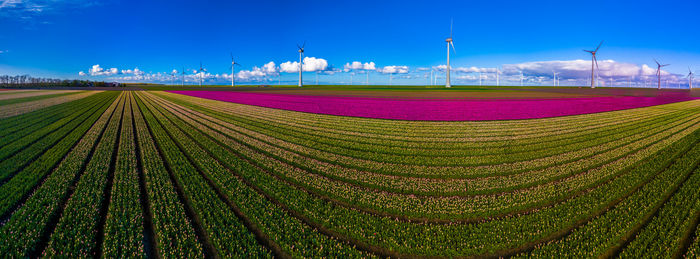 Scenic view of agricultural field against clear sky