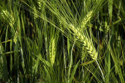 Close-up of wheat growing on field