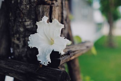 Close-up of white flowering plant