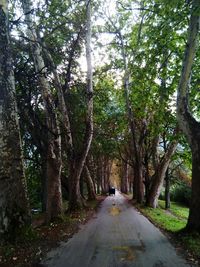 Road amidst trees in forest