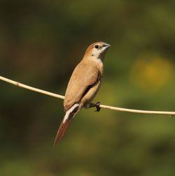 Close-up of bird perching outdoors