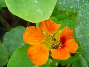 Close-up of wet orange flowering plant