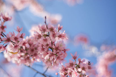 Close-up of pink cherry blossom against sky