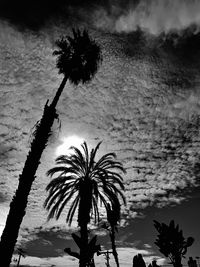 Silhouette palm trees against sky at night