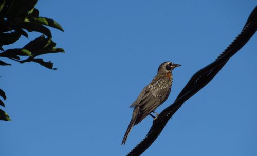 Low angle view of bird perching on branch against sky