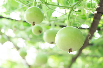 Close-up of apples on tree