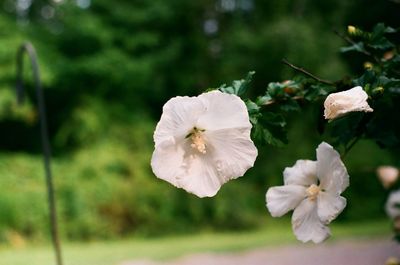 Close-up of white flowers blooming outdoors