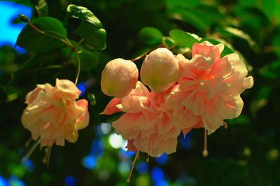 Close-up of red flowering plant