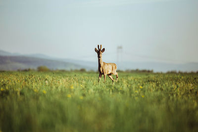 Portrait of deer on field against sky