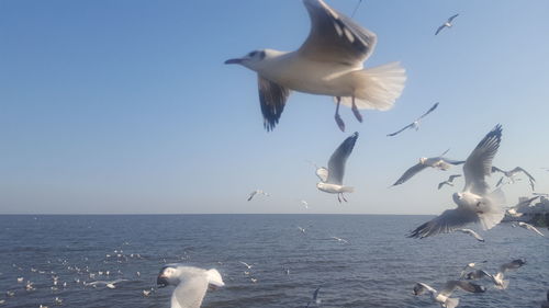 Seagulls flying over sea against sky