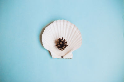 Directly above shot of white flower against blue background