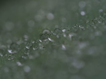 Close-up of raindrops on leaf