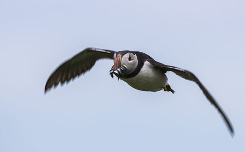 Low angle portrait of atlantic puffin carrying fish in mouth while flying against sky