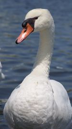 Close-up of swan in lake