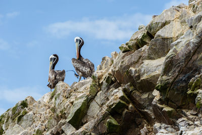 Low angle view of birds perching on rock against sky