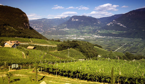 High angle view of vineyard against sky