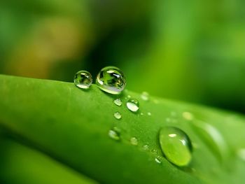 Close-up of water drops on leaf