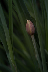 Close-up of fresh green flower bud