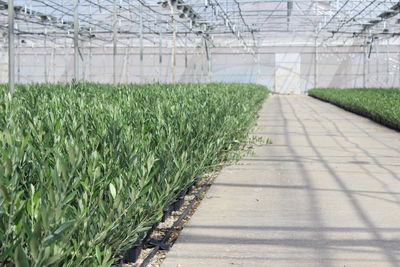 Plants growing in greenhouse