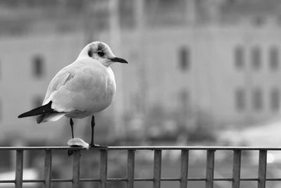 Close-up of seagull perching on railing