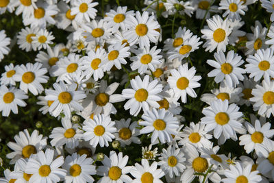 Full frame shot of daisies