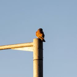 Low angle view of bird perching on wooden post against sky