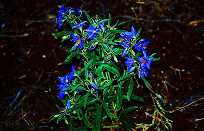 Close-up of purple flowers blooming in field