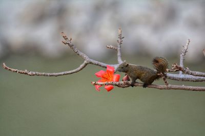 Close-up of bird perching on branch