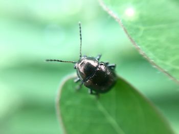 Close-up of insect on leaf