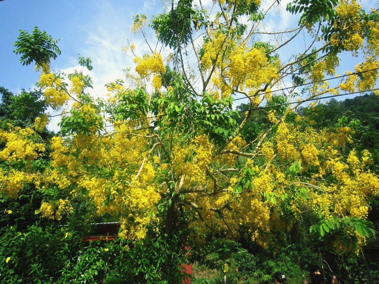 tree, growth, nature, beauty in nature, low angle view, no people, sky, outdoors, branch, day, green color