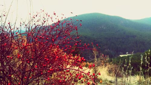 Red tree against clear sky