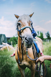 Close-up of a horse