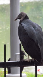 Close-up of bird perching outdoors