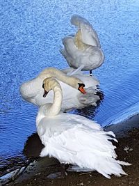 Swan swimming in lake