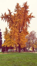 Trees in park