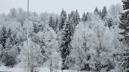 Pine trees in forest during winter