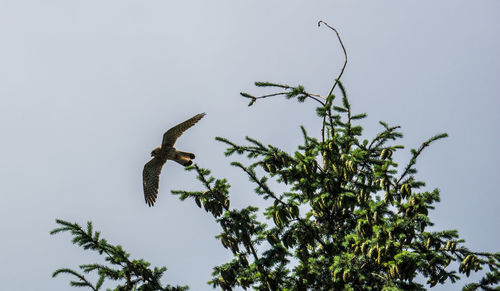 Low angle view of bird on tree against clear sky