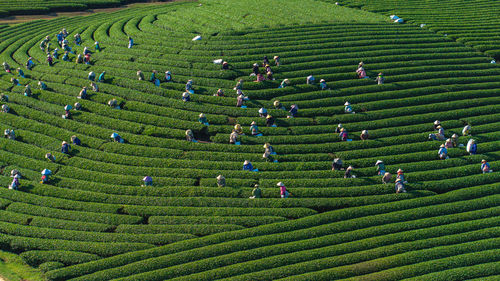 Tea harvest
