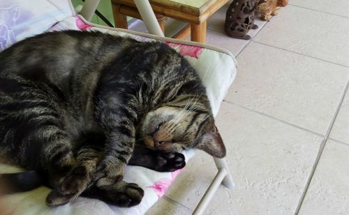 High angle view of cat sleeping on chair