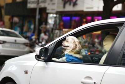 Close-up of man in car