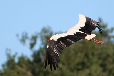 Low angle view of stork flying against tree