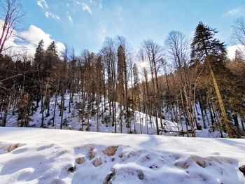 Trees on snow covered land against sky